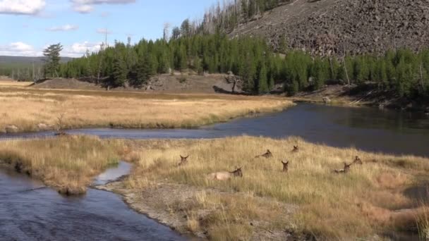 Elk beslag bedden in de sleur — Stockvideo