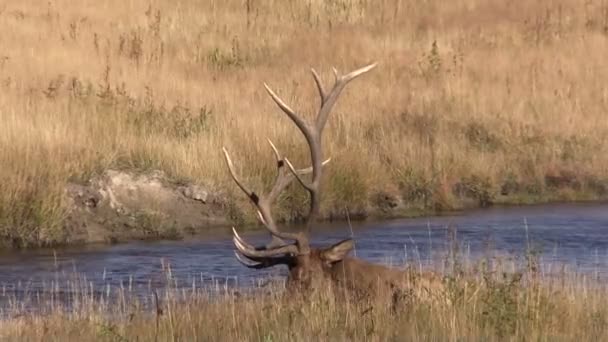 Bull elk lůžkový — Stock video