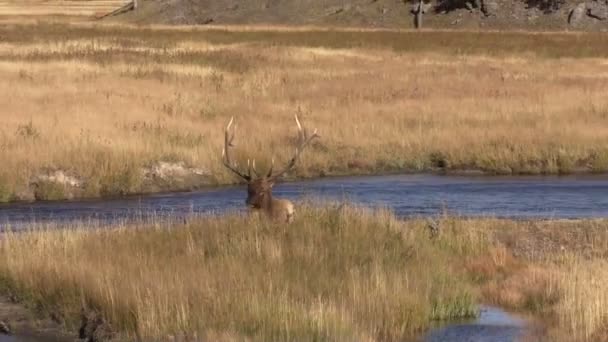 Elk Herd Bedded Zoom out — Stock Video