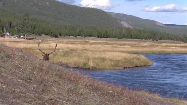 Bull Elk in Rut — Stock Video