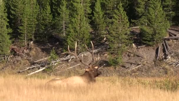 Boğa elk Yataklı — Stockvideo