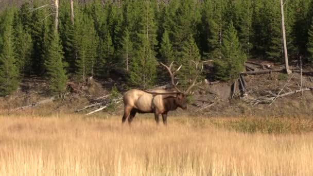 Wapiti à Rut