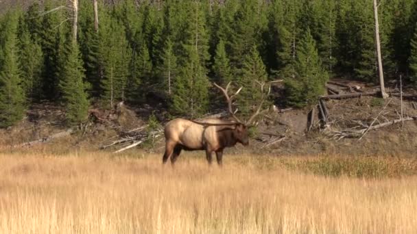 Bull Elk i Rut — Stockvideo