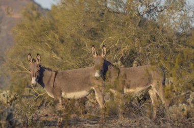 Arizona çölünde kışın vahşi eşekler