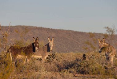 Arizona çölünde kışın vahşi eşekler