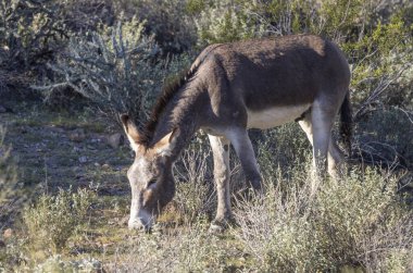 Arizona çölünde kışın vahşi bir eşek.