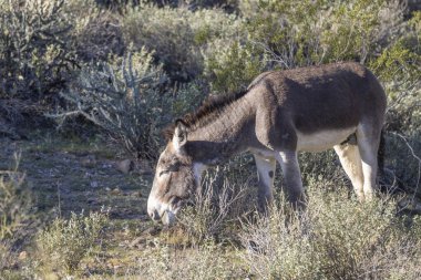 Arizona çölünde kışın vahşi bir eşek.