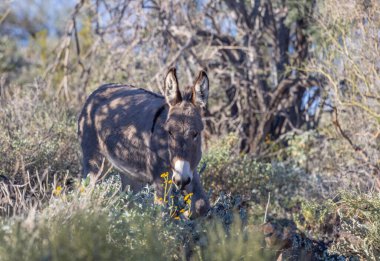 Arizona çölünde kışın vahşi bir eşek.