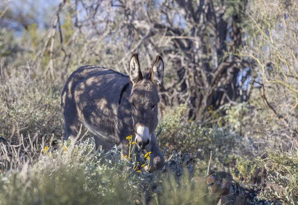 Arizona çölünde kışın vahşi bir eşek.