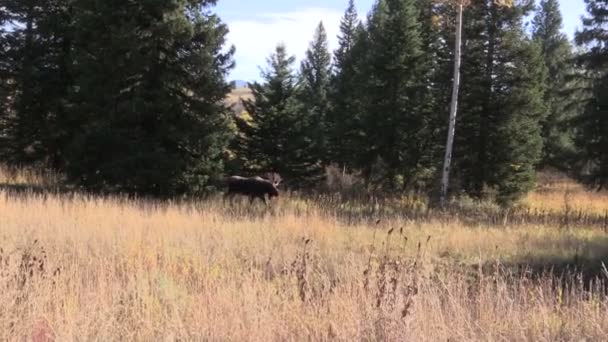 Oie des taureaux en automne — Video