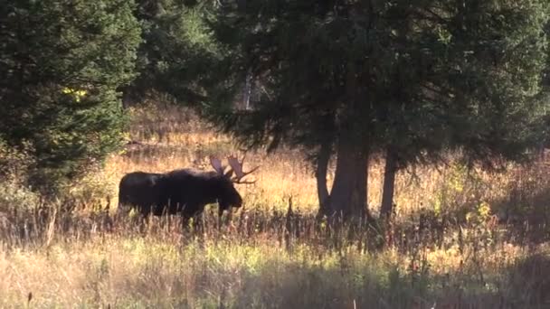 Elchbulle im Herbst — Stockvideo