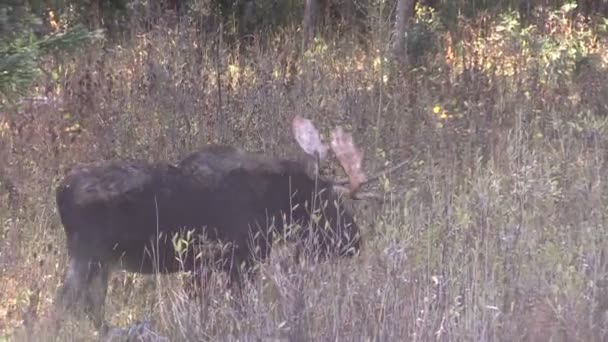 Bull Moose i høst – stockvideo