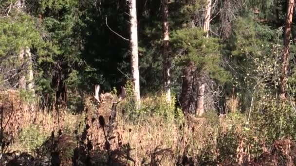 Bull älgar i höst — Stockvideo