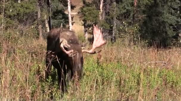 Bull moose in herfst — Stockvideo