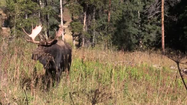 Bull Moose in Fall — Stock Video