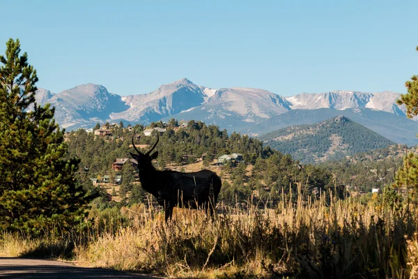 Spike Bull Elk Silhouetted — Stock Photo, Image