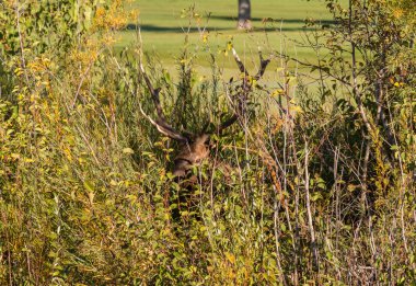 Boğa Elk fırça içinde