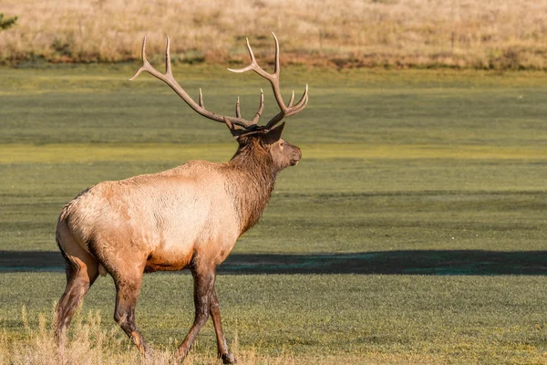 Bull Elk in the Rut — Stock Photo, Image