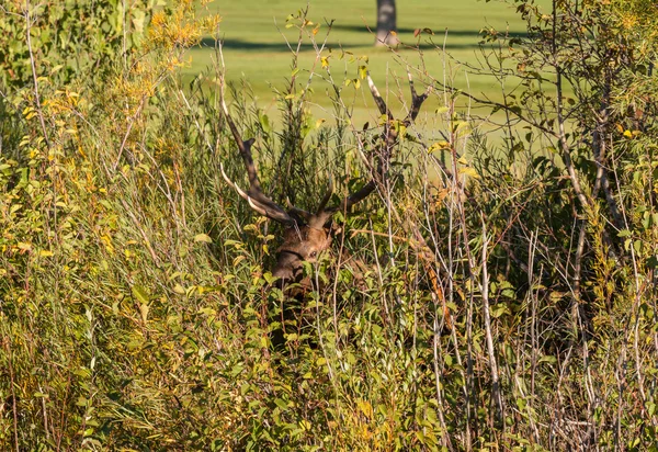 Boğa Elk fırça içinde
