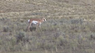 Genç Pronghorn Buck