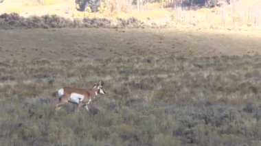 Genç Pronghorn Buck