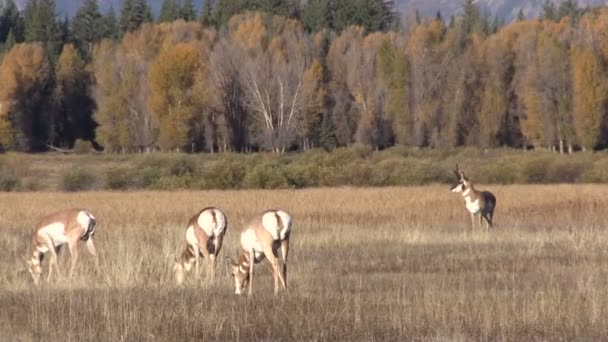 Gaffelbok antelope in sleur — Stockvideo