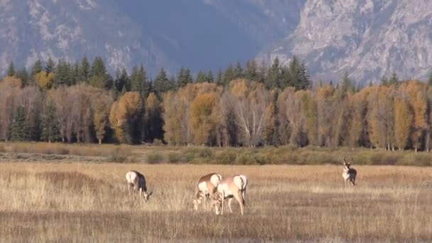 Gabelbock in Furche — Stockvideo