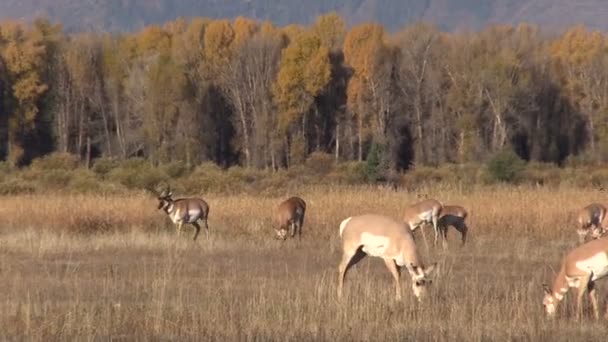 Pronghorn antilop i rut — Stockvideo