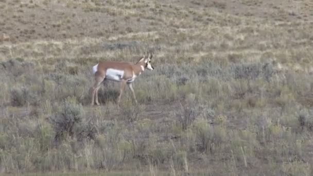 Unga Pronghorn Buck — Stockvideo