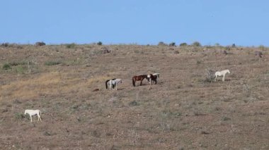 Arizona çölünde kışın Salt River yakınlarında vahşi bir at sürüsü.