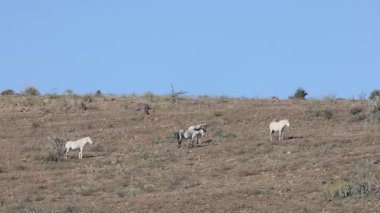 Arizona çölünde kışın Salt River yakınlarında vahşi bir at sürüsü.