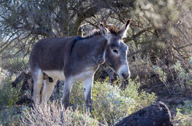 Arizona çölünde kışın vahşi bir eşek. Pleasant Gölü yakınlarında.