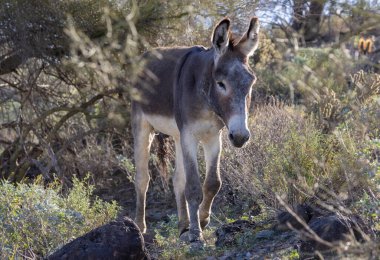 Arizona çölünde kışın vahşi bir eşek. Pleasant Gölü yakınlarında.