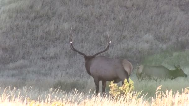 Troupeau de wapitis en rut — Video