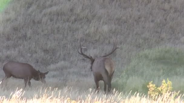 Troupeau de wapitis en rut — Video