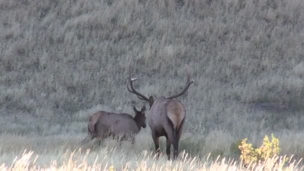 Manada de alces berrea — Vídeos de Stock