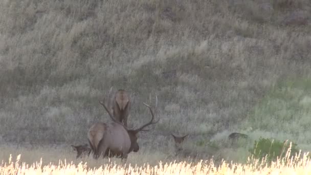 Troupeau de wapitis en rut 