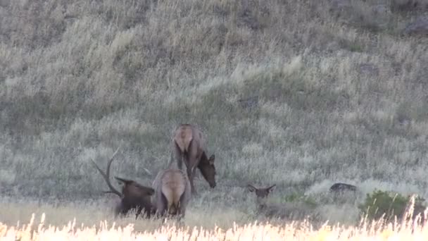 Troupeau de wapitis en rut — Video