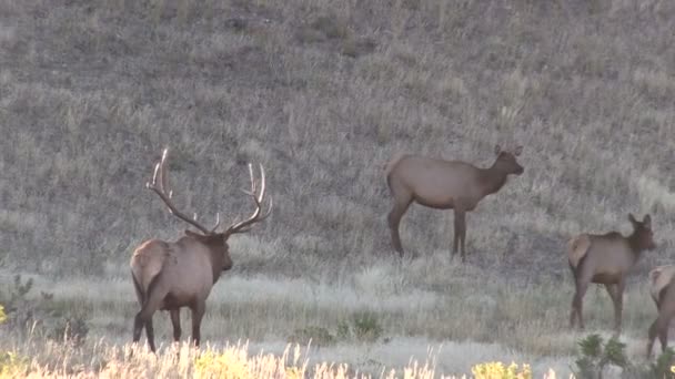 Rutting stado Elk — Wideo stockowe