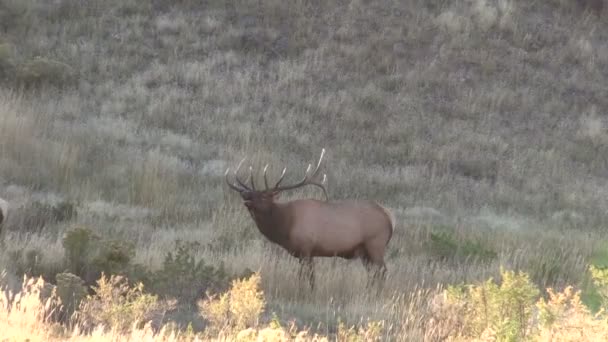 Bull elk kojotů — Stock video