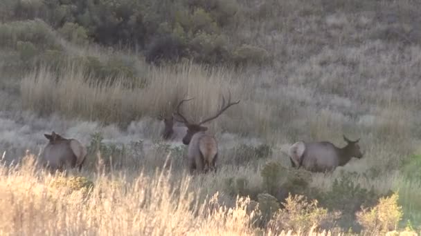 Rutting stado Elk — Wideo stockowe