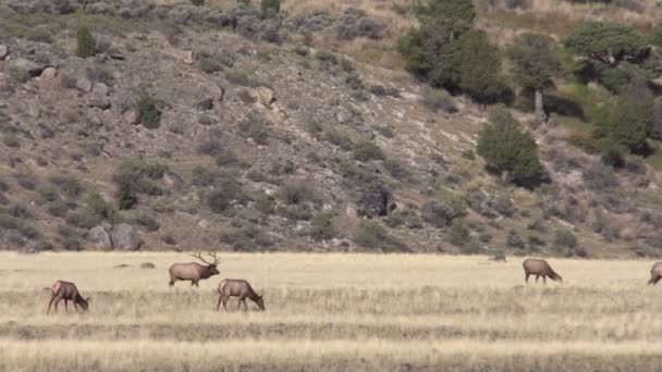 Rutting Elk beslag — Stockvideo