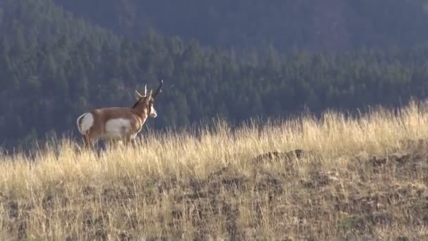 Pronghorn antilope buck — Video Stock