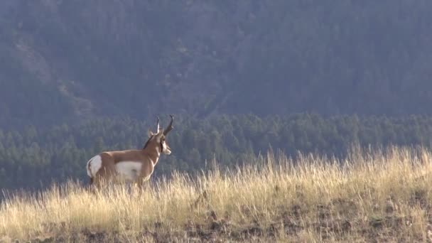 Pronghorn antilope buck — Video Stock