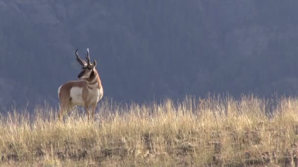 Boynuzlu antilop Buck — Stok video
