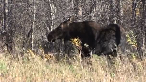 Tehén jávorszarvas Wyoming — Stock videók