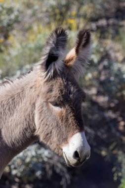 Arizona çölünde kışın vahşi eşekler