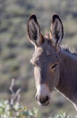 Arizona çölünde kışın vahşi eşekler