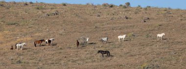 Kışın Arizona çölünde Salt River yakınlarında vahşi bir at sürüsü.
