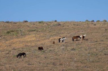 Kışın Arizona çölünde Salt River yakınlarında vahşi bir at sürüsü.